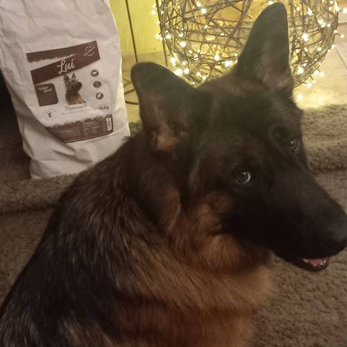 lui_hundefreunde_cuno