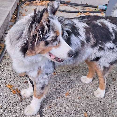 lui_hundefutter_hundefreund_mila_3